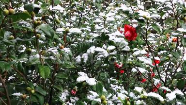雪落在红茶花上.. 盛开的山茶花被雪覆盖着。 盛开的茶花被白雪覆盖。 红色