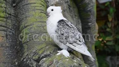 <strong>白鸽</strong>或称为东方飞鸽的鸽子是一种高档的家鸽品种，用于展示和繁殖。 C.C