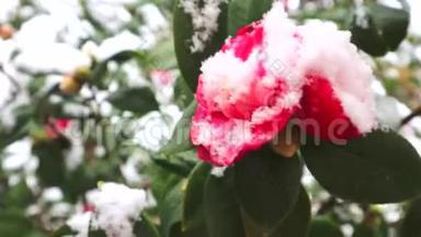 雪落在红茶花上.. 盛开的山茶花被雪覆盖着。 盛开的茶花被白雪覆盖。 红色