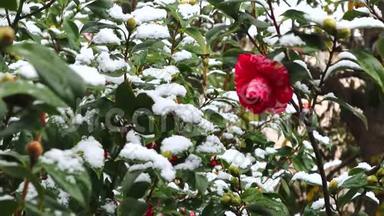 雪落在红<strong>茶花</strong>上.. 盛开的山<strong>茶花</strong>被雪覆盖着。 盛开的<strong>茶花</strong>被白雪覆盖。 红色