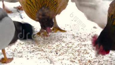鸡鸭在雪地里啄麦子