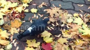 鸽子走在铺满秋叶的铺板上