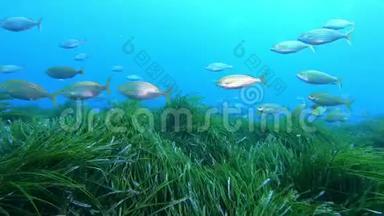 水下场景-地中海海正场中黄色带状鱼类