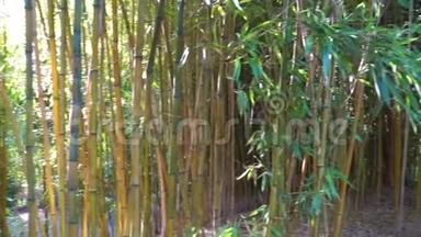 热带花园背景下的竹筒在淘洗运动中