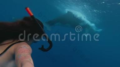 一只巨大的驼背鲸旁边游泳的是一只亚洲<strong>自由泳</strong>者，它是一只雄壮的座头鲸，是一只镜框