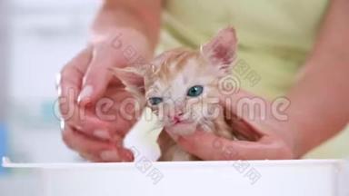女人的手轻轻地冲洗湿小猫的洗发水
