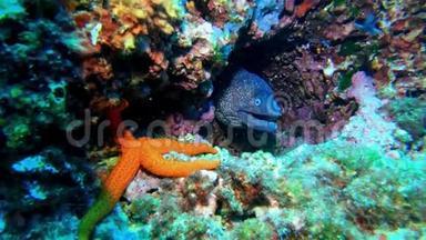 <strong>海底</strong>野生动物-莫雷鳗和一颗在五颜六色的珊瑚礁中的<strong>海星</strong>