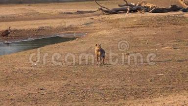 孤独的斑点海娜，克罗卡塔，笑着土狼看了一眼，走在靠近卢昂瓦河的沙子里。