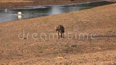 孤独的斑点海娜，克罗卡塔，笑着土狼看了一眼，走在靠近卢昂瓦河的沙子里。