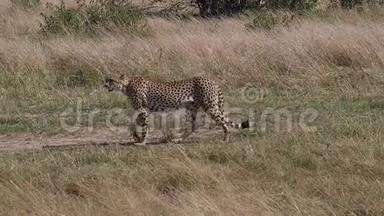猎豹，美洲豹，成人步行穿过萨凡纳，马赛马拉公园在肯尼亚，