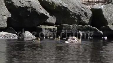 鸭子妈妈和她的小鸭子沿着人造湖边游泳
