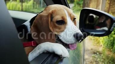 好奇的小猎犬在旅行时向车窗外张望
