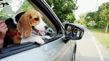 好奇的小猎犬在旅行时向<strong>车窗外</strong>张望
