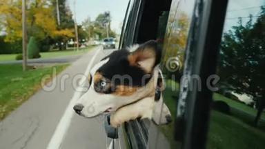 狗带着惊讶和有点害怕的目光望着车窗外。 与宠物一起<strong>乘车</strong>旅行