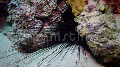 黑海胆海胆海胆海胆海胆藏在红海珊瑚礁的岩洞里