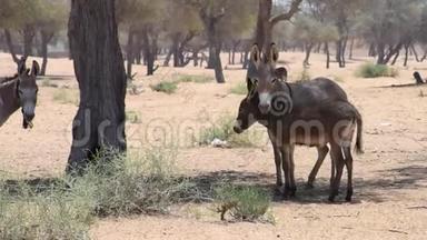<strong>驴</strong>或<strong>驴</strong>马阿非纳斯潘在炎热的沙漠太阳在阿拉伯联合酋长国。