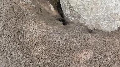 蚂蚁建造蚁群并<strong>挖洞</strong>
