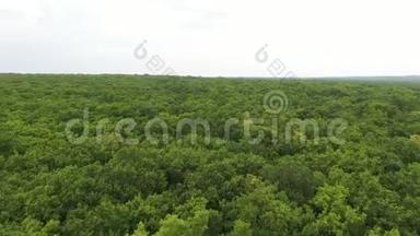 夏季天气下，低无人机在绿色森林上空飞行。 大树被风吹动..