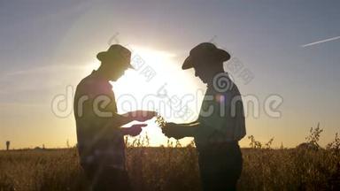 两个农民带着庄稼在田间劳作，检查粮食的贫瘠程度