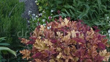 花园中珊瑚钟形植物的<strong>黄紫色</strong>叶子