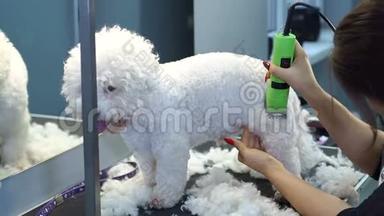 女人用电动<strong>剪发</strong>器修剪一只小狗Bichon Frise。