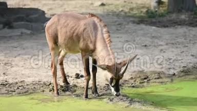 羚羊拉丁名希波拉格斯马在湖边排便。 详细看看热带草原上的非洲野生动物。