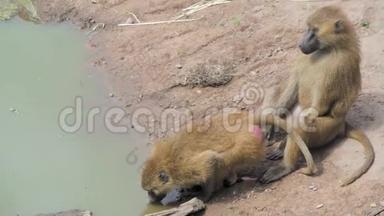 两只狒狒在喝小溪里的水时互相嬉戏