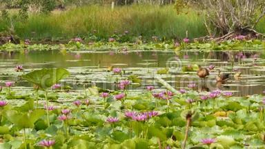 湖上的鸭子和睡莲，在阴郁的水中的粉红色莲花，反映了鸟类。 野生候鸟。 异国情调