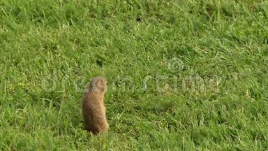地鼠站在绿草中，环顾四周，地鼠