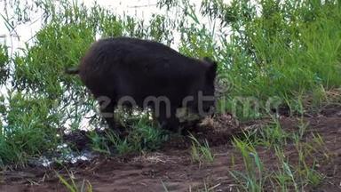 野猪在湖边挖鼻孔觅食