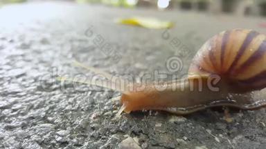 小可爱的蜗牛正在后院花园潮湿的地面上爬行.. 它`缓慢的速度爬行。 它`生活在潮湿和