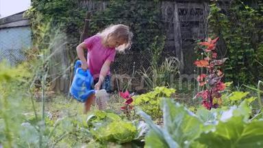 小女孩正在厨房花园里用水缸浇白菜.