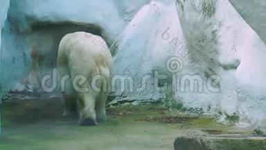 北极熊四处走动，动物园的动物行为，白色北极熊的行走，来自北极海岸的脆弱动物物种