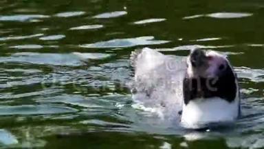 一只在水里游泳的洪堡企鹅的特写镜头，来自南美洲的<strong>半水生</strong>鸟类，脆弱的动物物种
