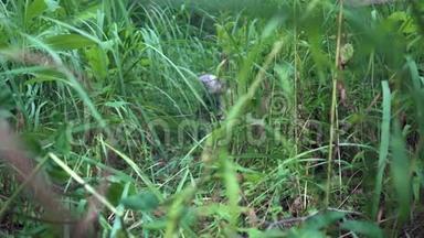 约克郡猎犬的一只小狗穿过灌木丛。 害怕和逃跑