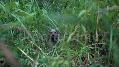 一只约克郡猎犬在灌木丛中散步。 草<strong>本草</strong>甸