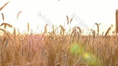 风<strong>吹拂</strong>成熟的麦穗. 收割前的麦田.. 农业，农业综合企业。