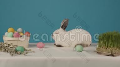 蓝色背景上可爱的小白兔，桌上有鸡蛋