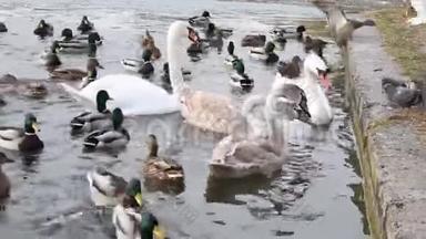 一家天鹅和一群成年<strong>的</strong>小鸡在码头<strong>的</strong>一个冰冻湖上觅食。 城市池塘候鸟过冬..