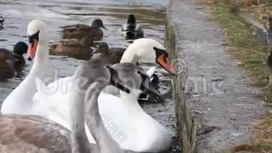 一家天鹅和一群成年的小鸡在码头的一个冰冻湖上觅食。 城市池塘<strong>候鸟</strong>过冬..