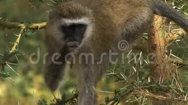 在安博塞利国家公园的树上喂食的维弗特猴子
