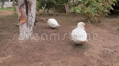家养的白鸭刷刷洗羽毛和羽毛.. 家禽养殖场的鸟。 村里的秋天