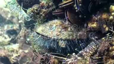 贻贝上的水肿息肉，虾在软体动物中进食和隐藏