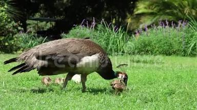 女孔雀在她的婴儿身边走来走去