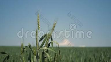 绿色的小麦小穗在风中摇曳。 小麦小穗特写.. 风吹在小麦上。
