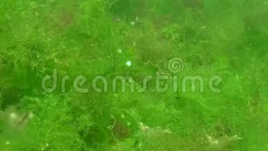 藻类在底部的堆积，气泡从底部散发出来，虾在藻类上。