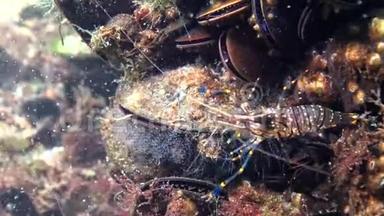 贻贝上的<strong>水</strong>肿息肉，虾在软体动物中进食和隐藏，黑海