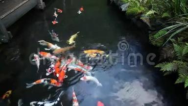 大群五颜六色的锦鲤鱼在花园池塘游泳与植物电影1080p