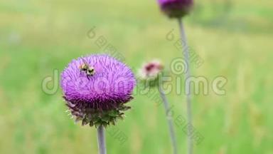 蜜蜂在紫色的花朵周围嗡嗡作响