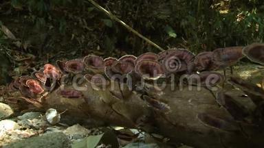 热带蘑菇|马来西亚贝勒姆雨林